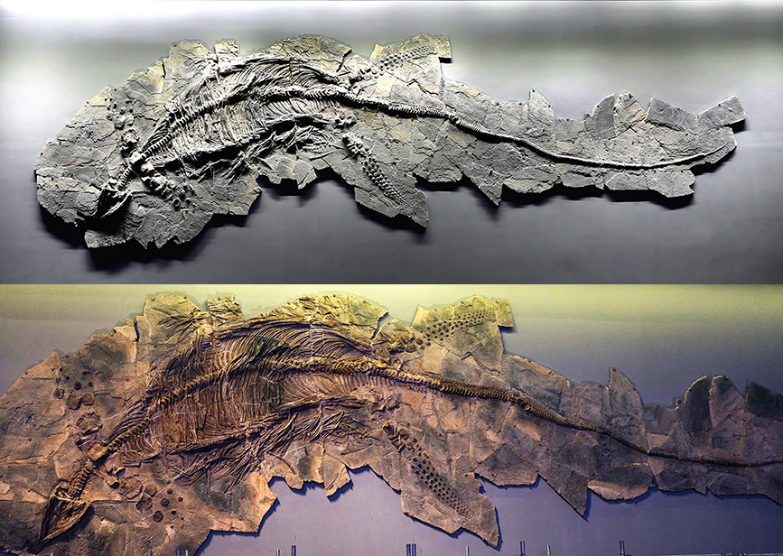 鱼龙化石修复前（上图）包裹在灰色的围岩中，修复后（下图）骨骼细微的部分清晰地呈现。贾磊摄